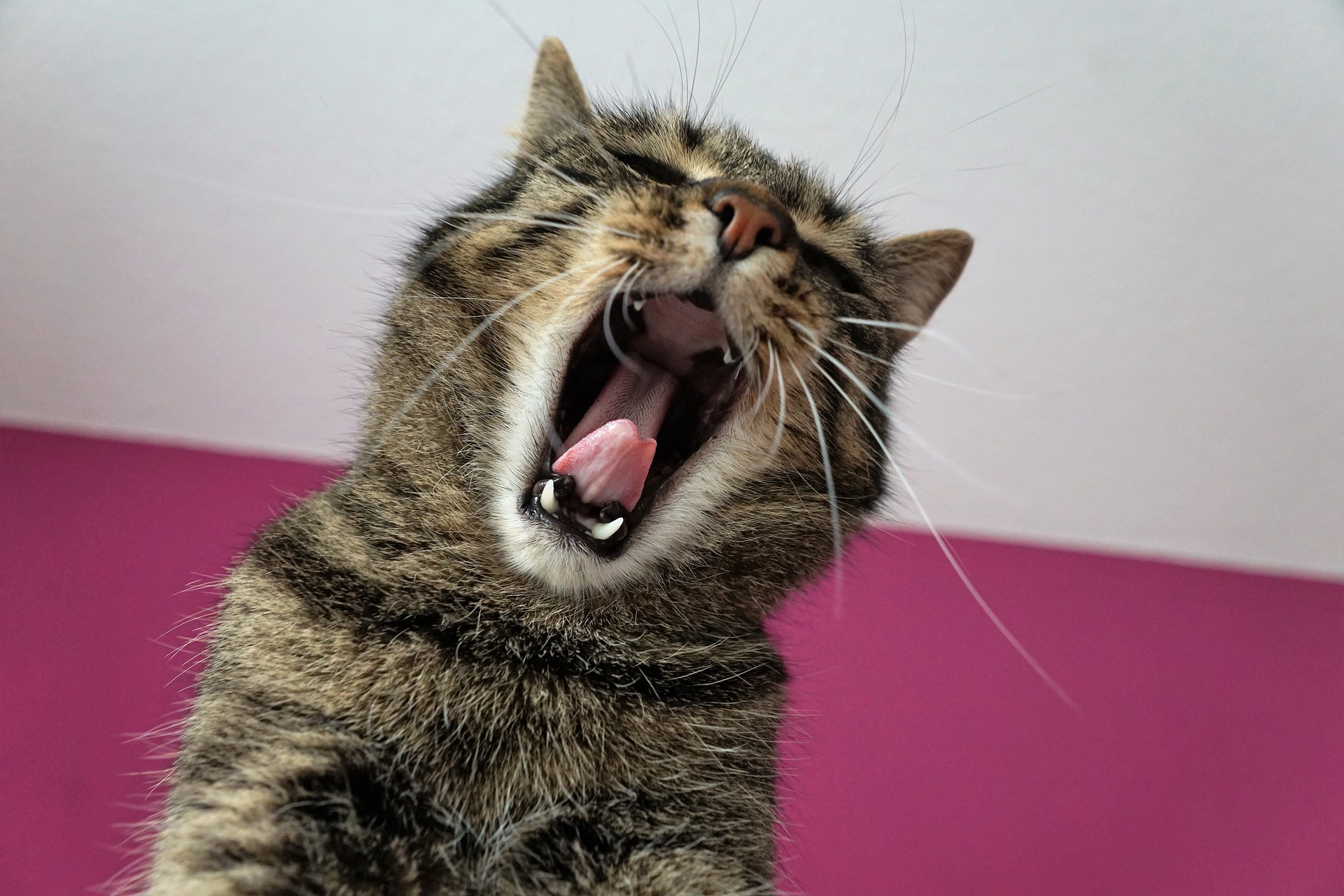 Yawning Cat - Email Guide